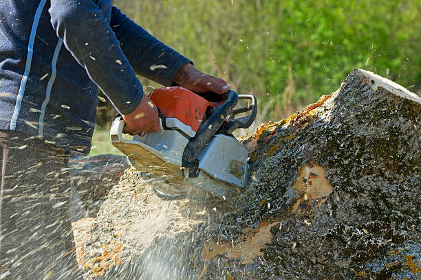 Best Tree Removal Near Me  in Grove City, FL